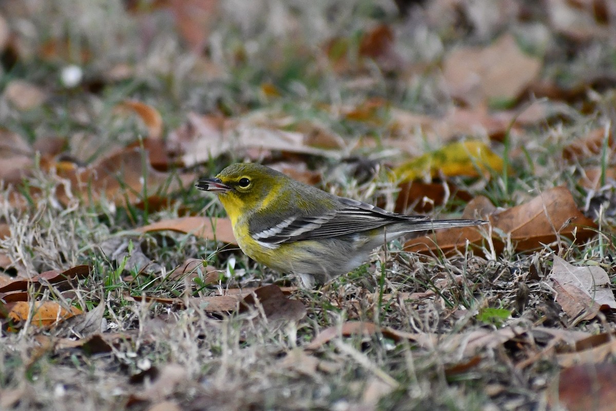 Pine Warbler - ML627530729