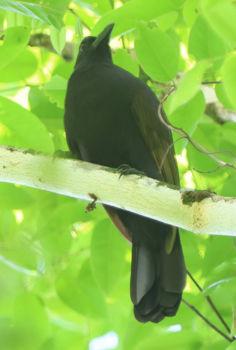 Halmahera Paradise-crow - ML627530734