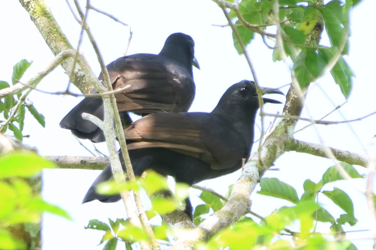 Halmahera Paradise-crow - ML627530735