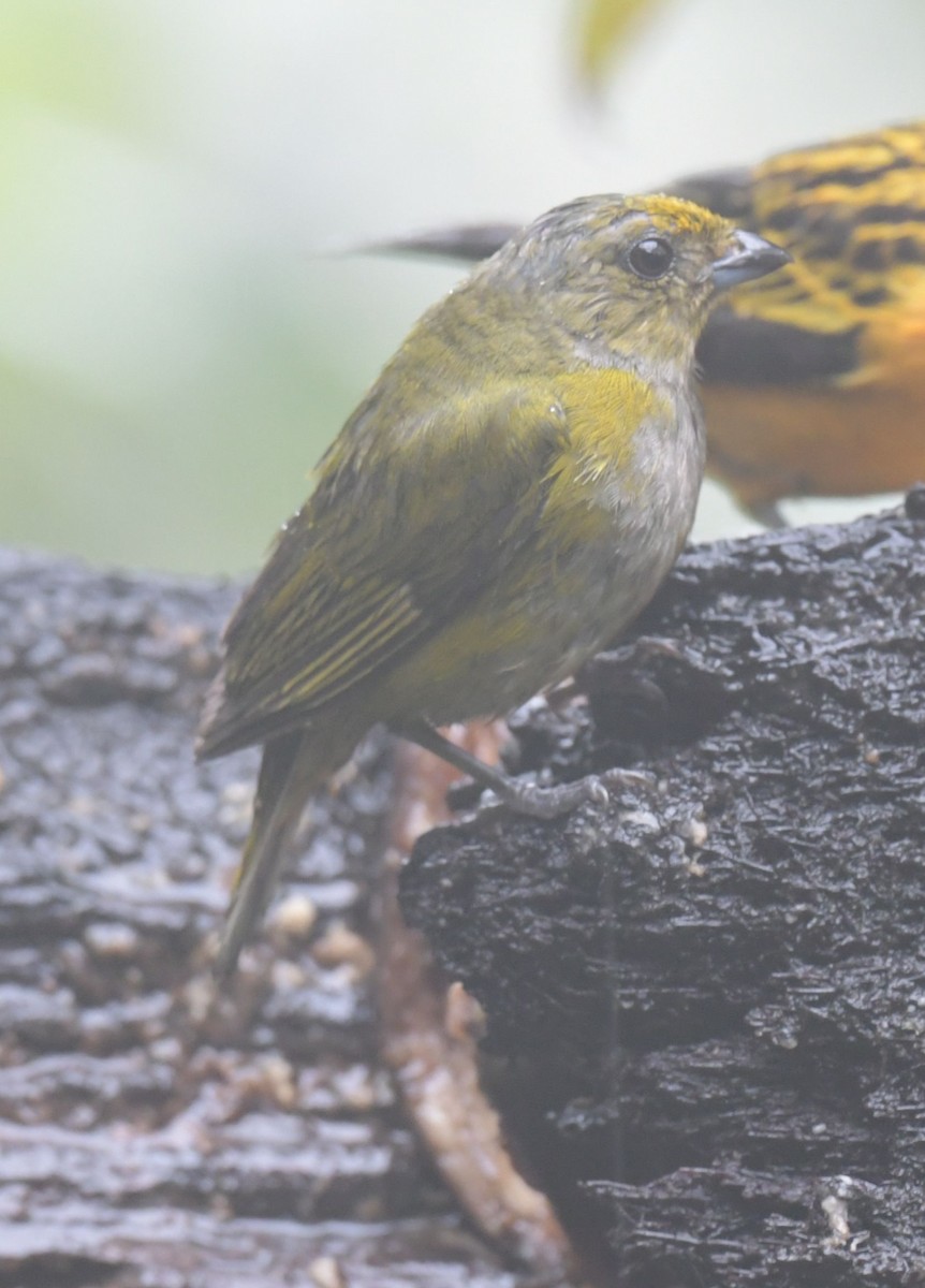 Orange-bellied Euphonia - ML627530792