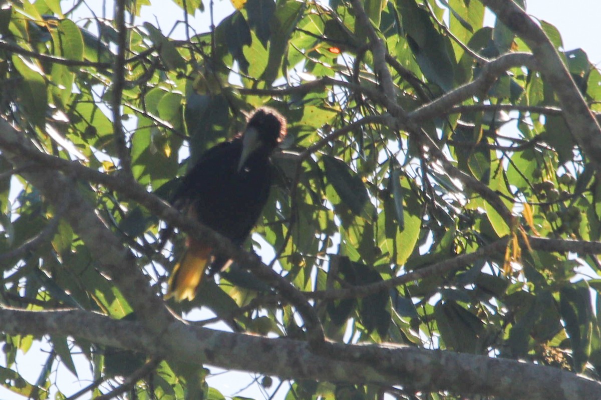 Cacique Cabecicastaño - ML627530810