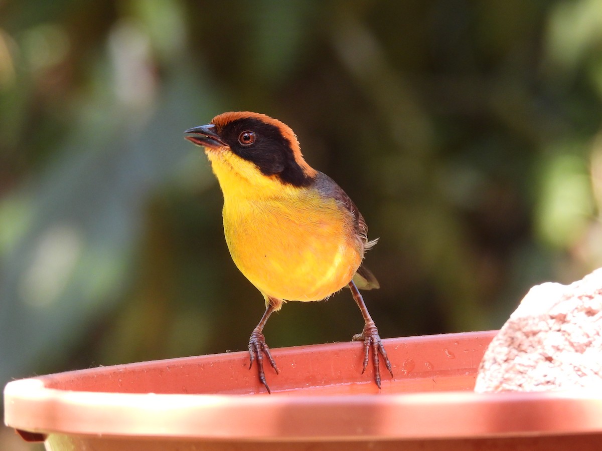 Yellow-breasted Brushfinch - ML627530819