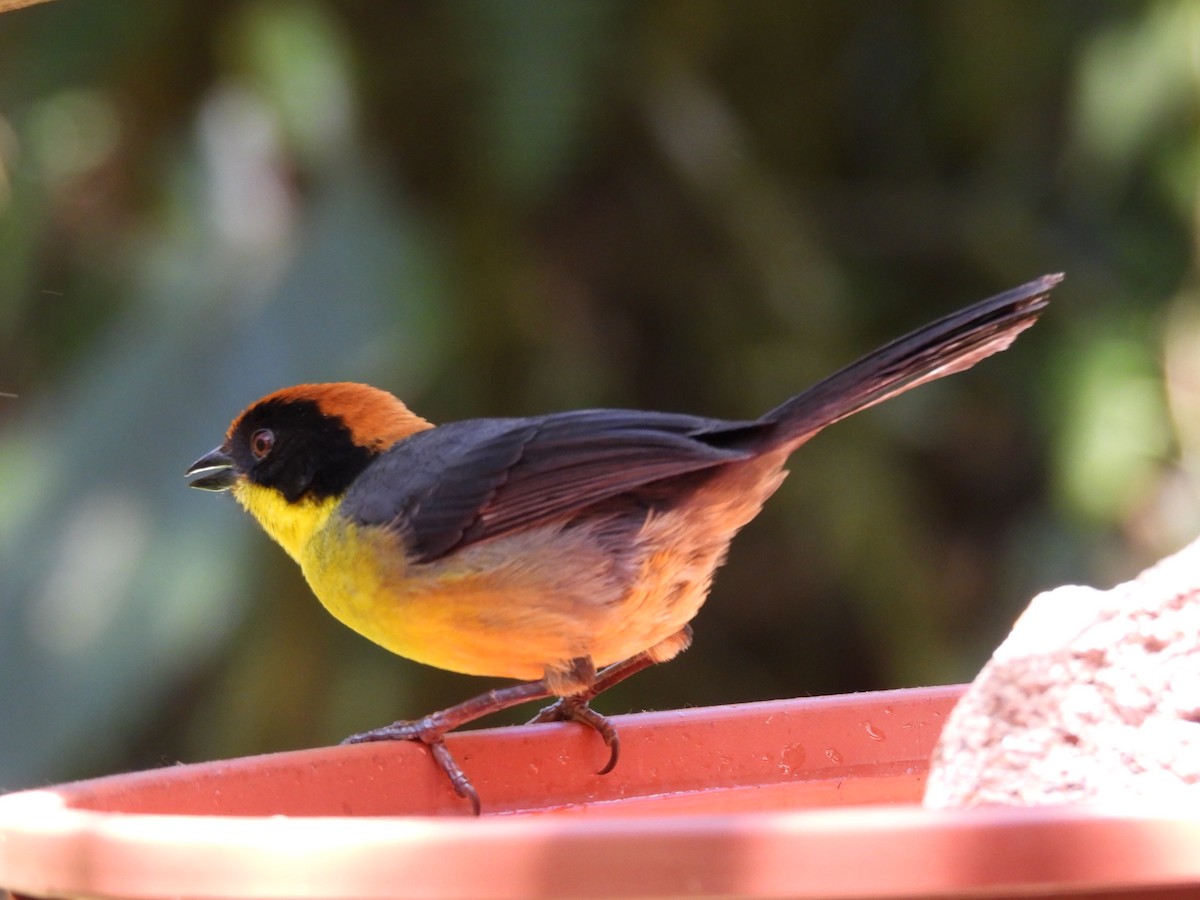 Yellow-breasted Brushfinch - ML627530831