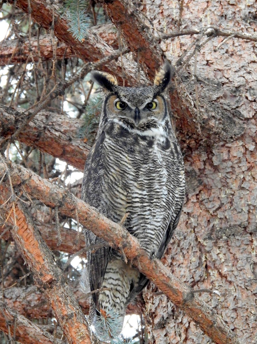 Great Horned Owl - ML627530832