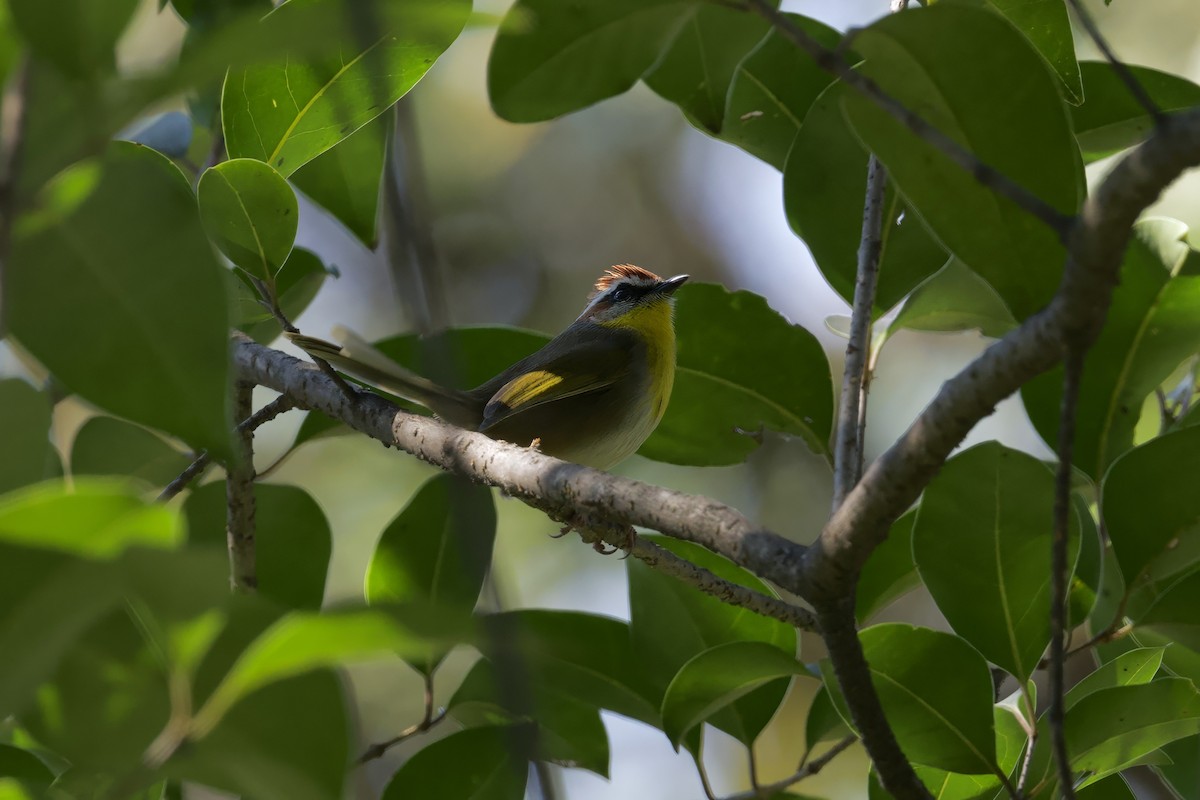 Rufous-capped Warbler (rufifrons Group) - ML627530844