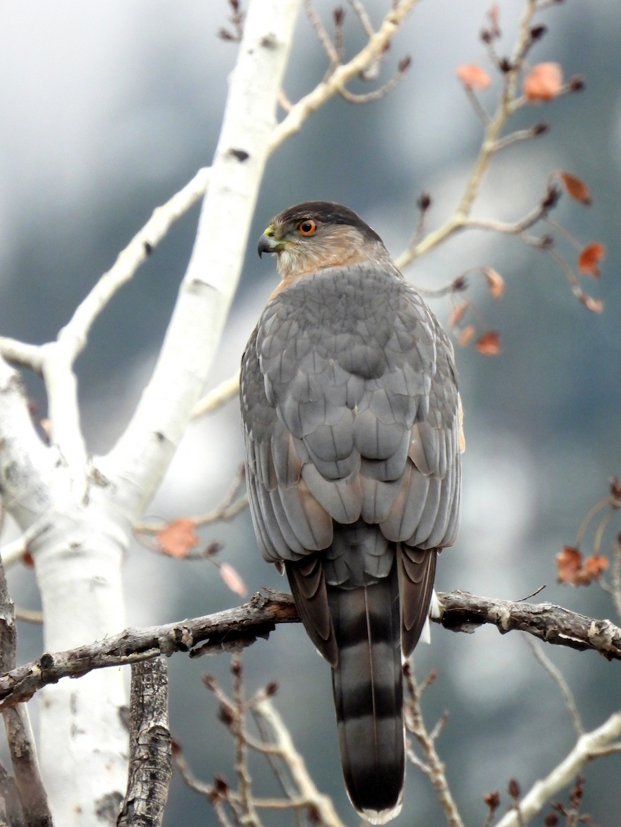 Cooper's Hawk - ML627531023