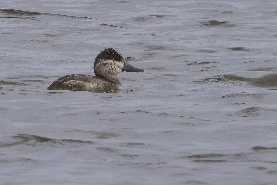 Ruddy Duck - ML627531079