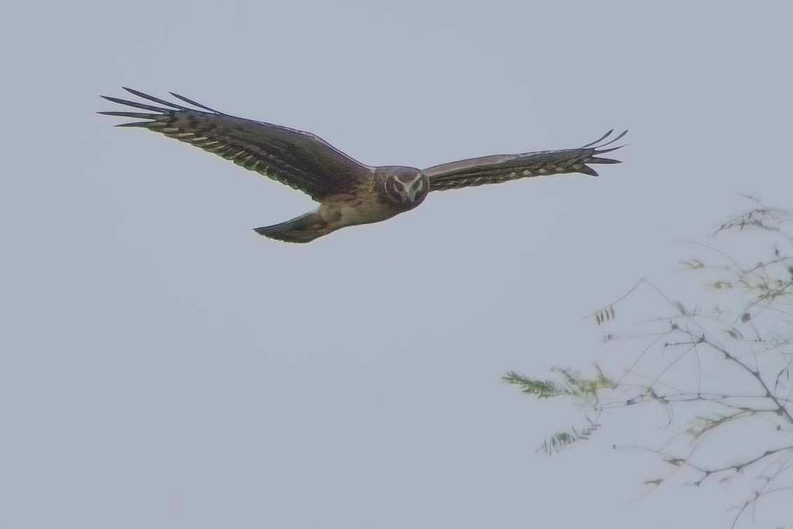 Northern Harrier - ML627531110