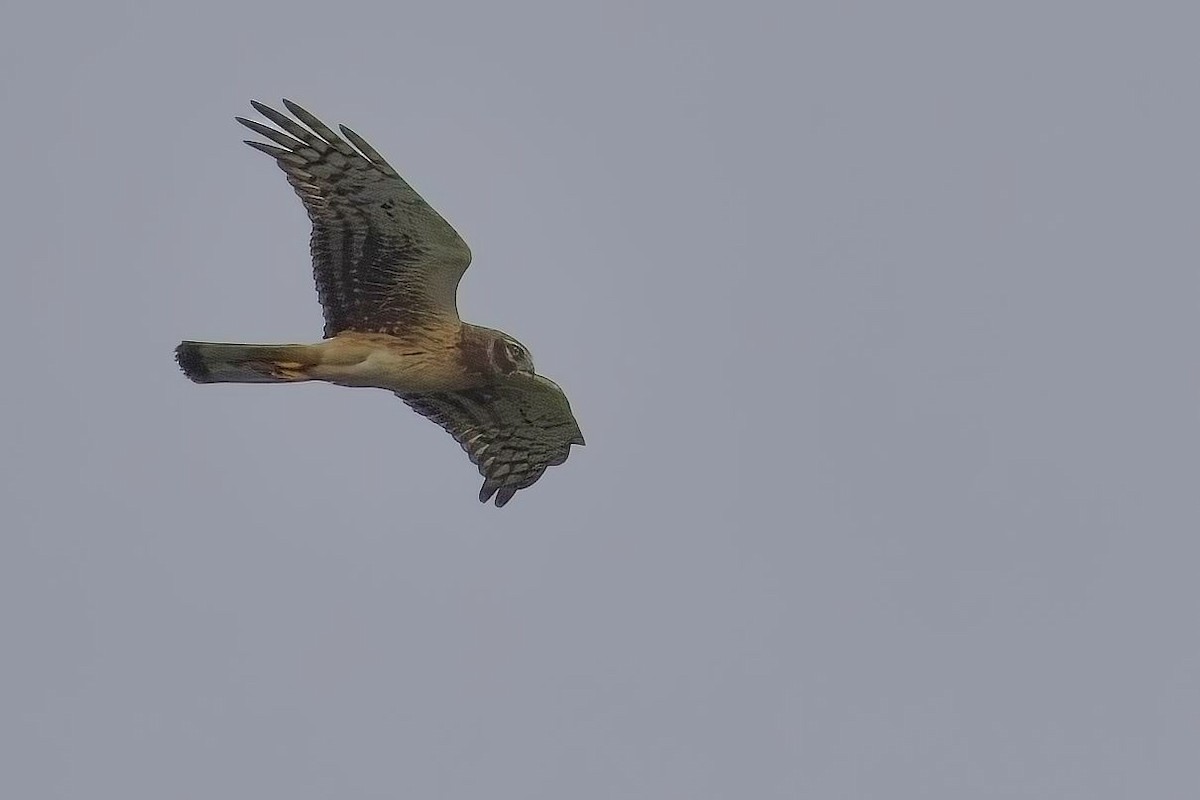 Northern Harrier - ML627531111