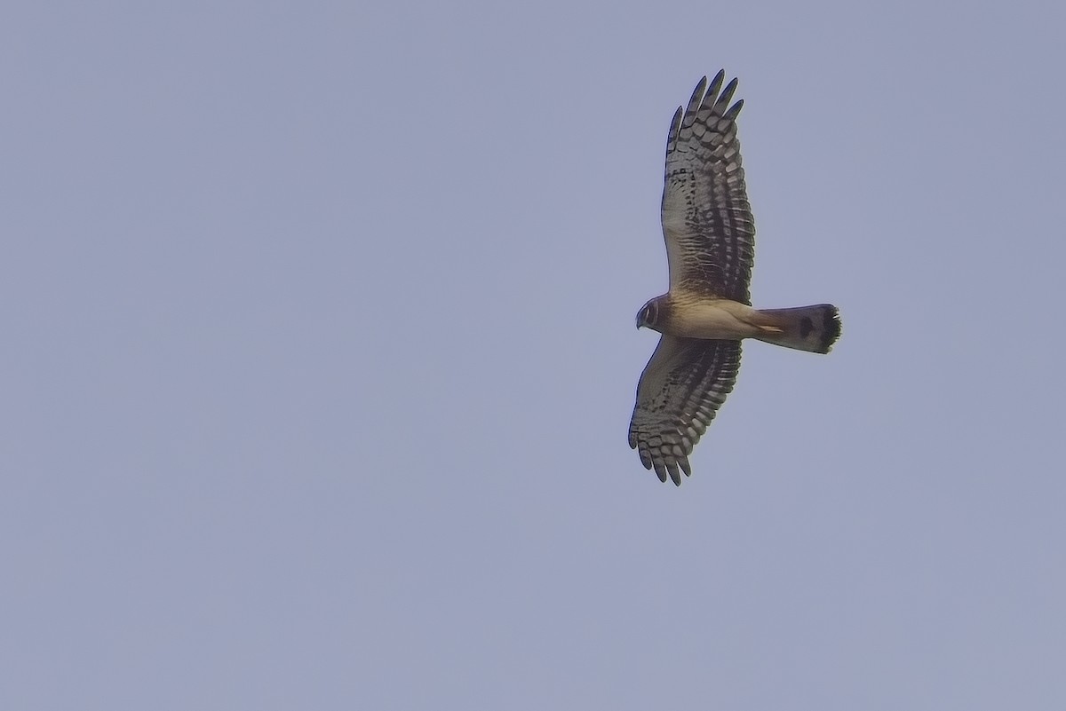 Northern Harrier - ML627531112