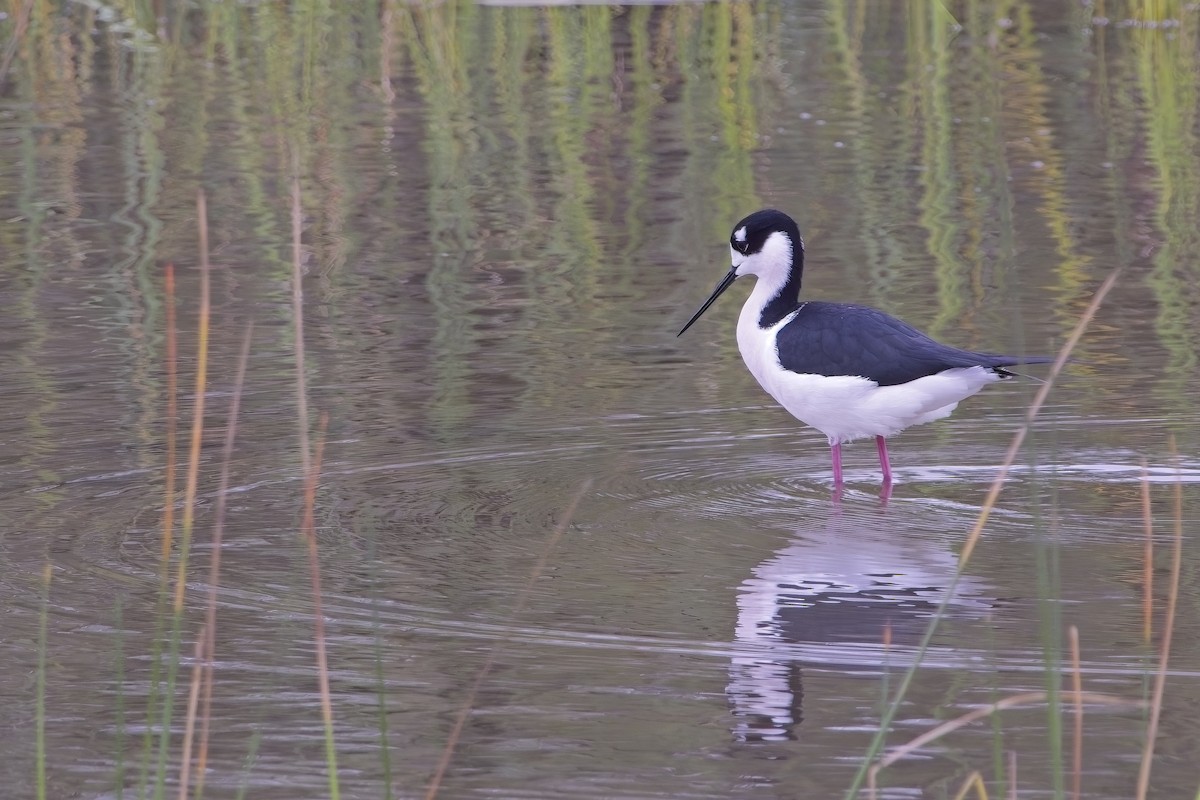 Black-necked Stilt - ML627531136