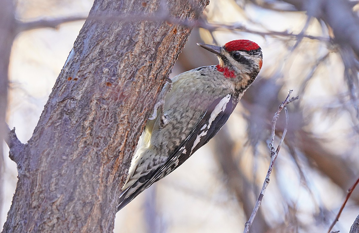 Red-naped Sapsucker - ML627531159