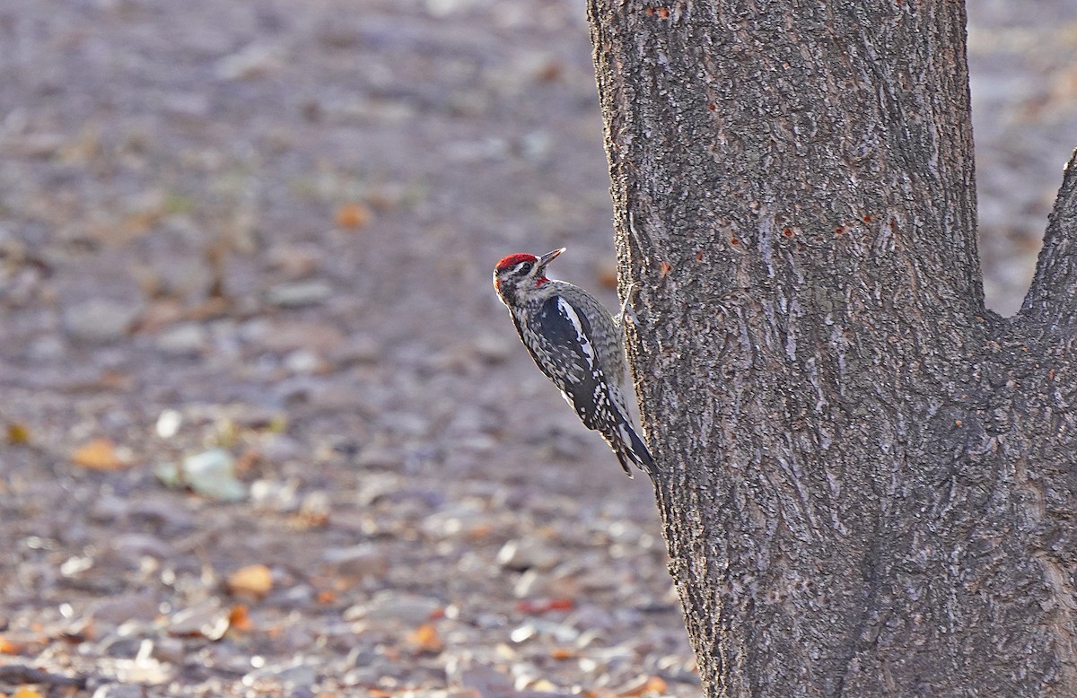 Red-naped Sapsucker - ML627531160