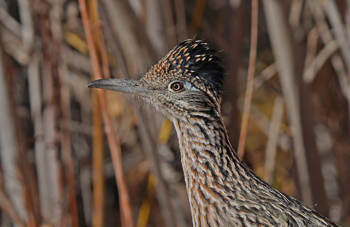 Greater Roadrunner - ML627531192