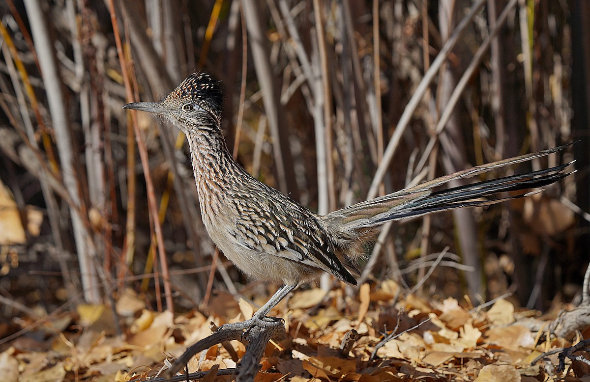 Greater Roadrunner - ML627531193