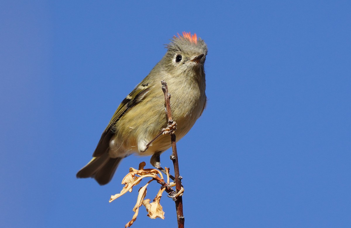 Ruby-crowned Kinglet - ML627531205