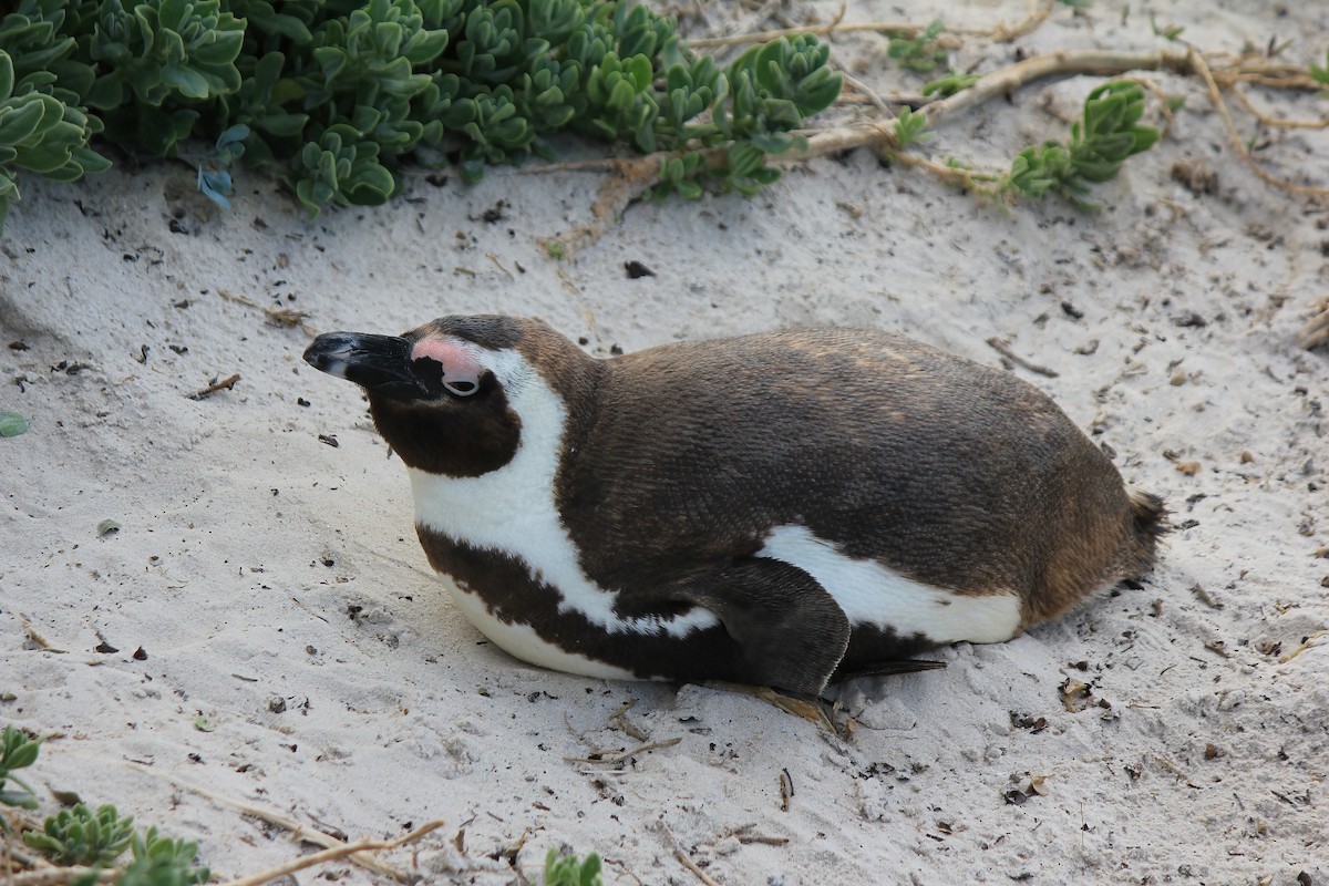 African Penguin - Craig McQueen