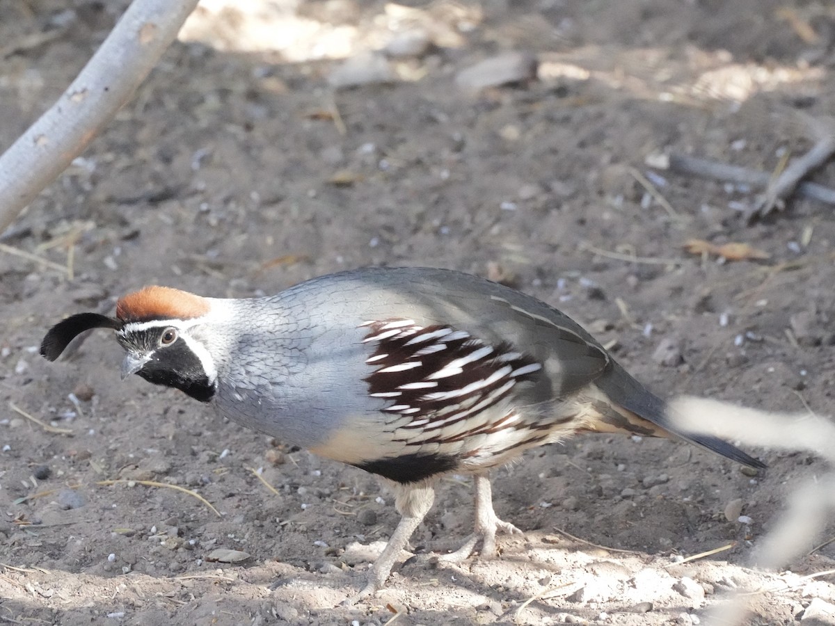 Gambel's Quail - ML627531349