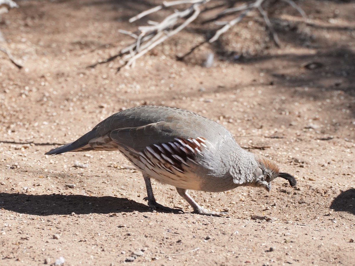 Gambel's Quail - ML627531350