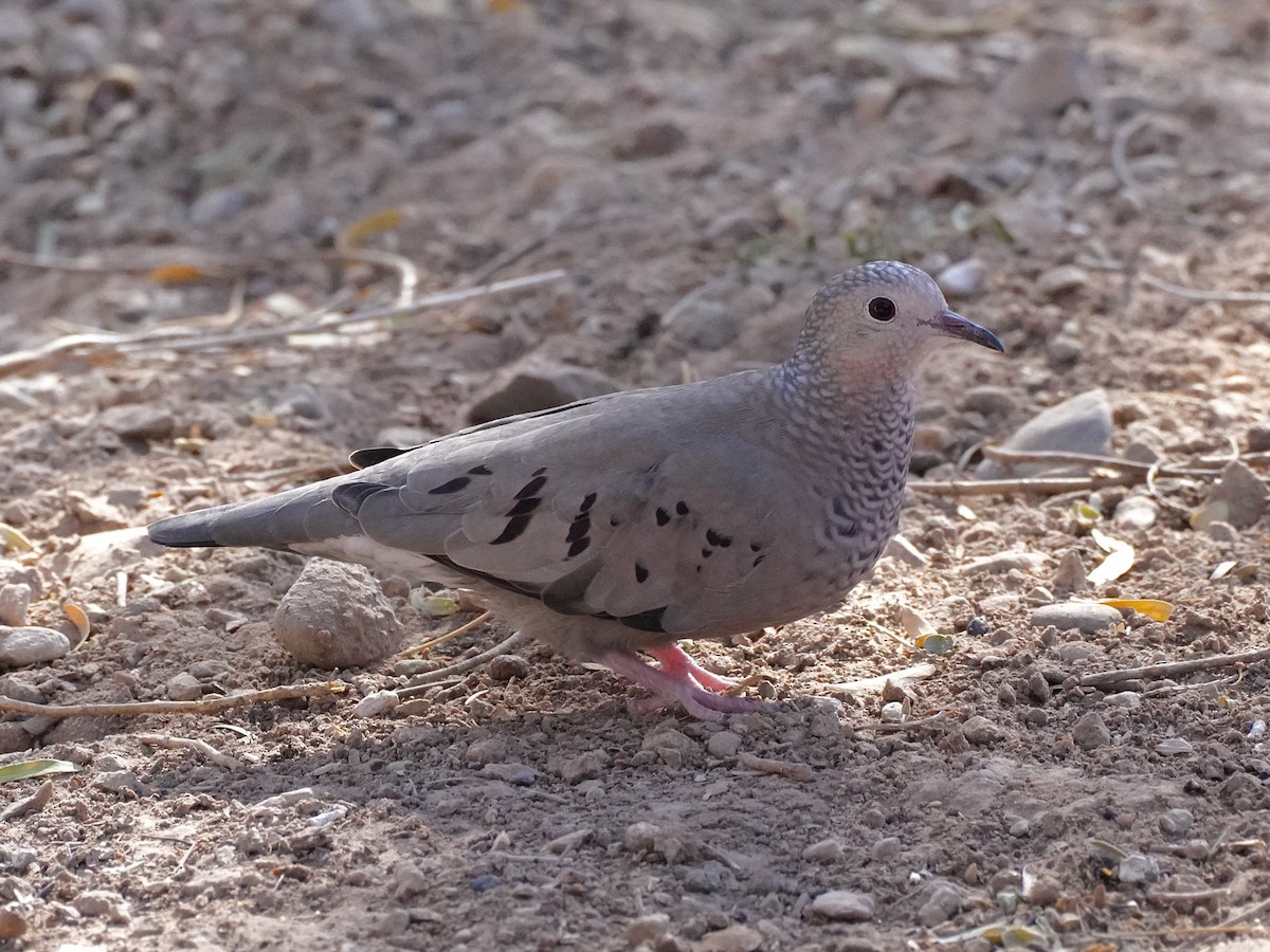 Common Ground Dove - ML627531379