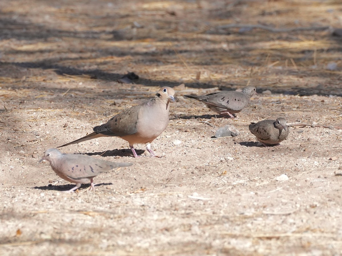 Common Ground Dove - ML627531380