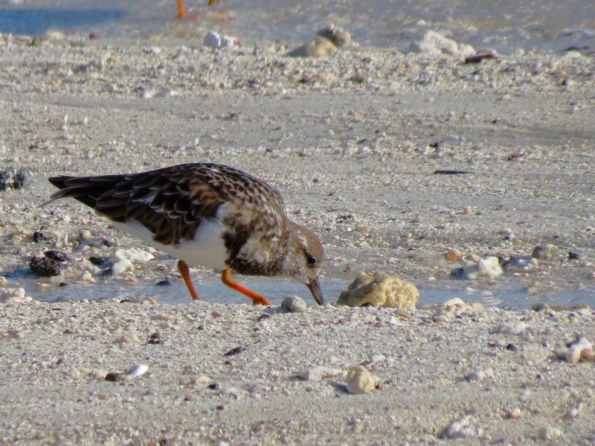 Ruddy Turnstone - ML627531653