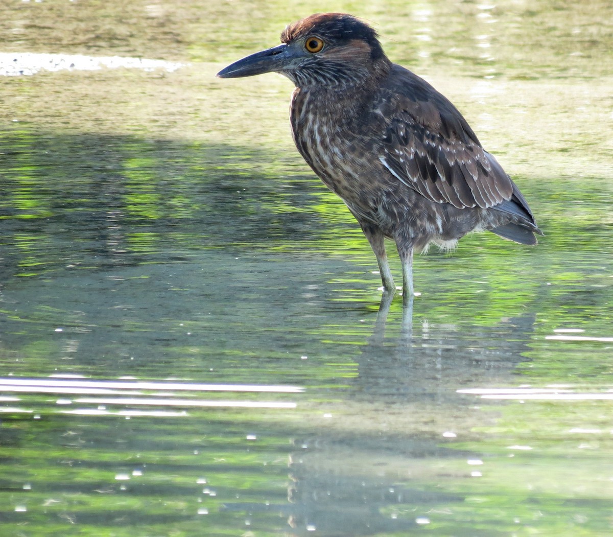 Striated Heron - ML627531692