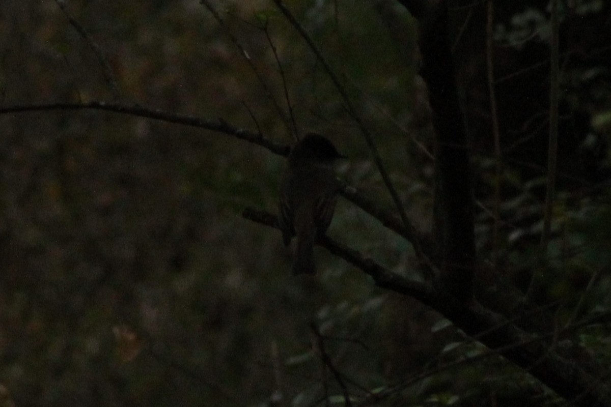 Eastern Phoebe - ML627531717