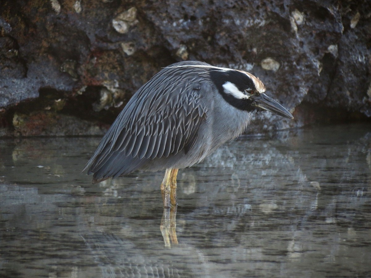 Yellow-crowned Night Heron (Galapagos) - ML627531729