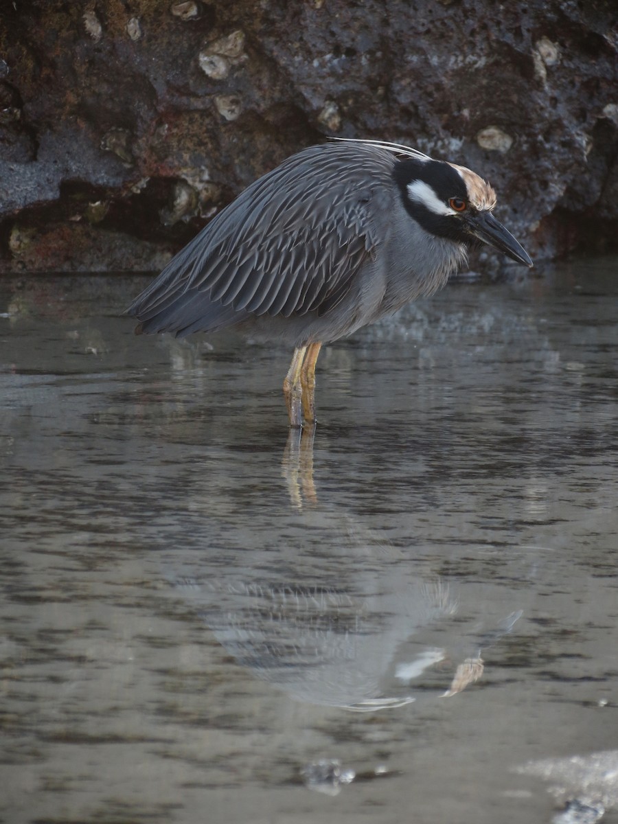 Yellow-crowned Night Heron (Galapagos) - ML627531742