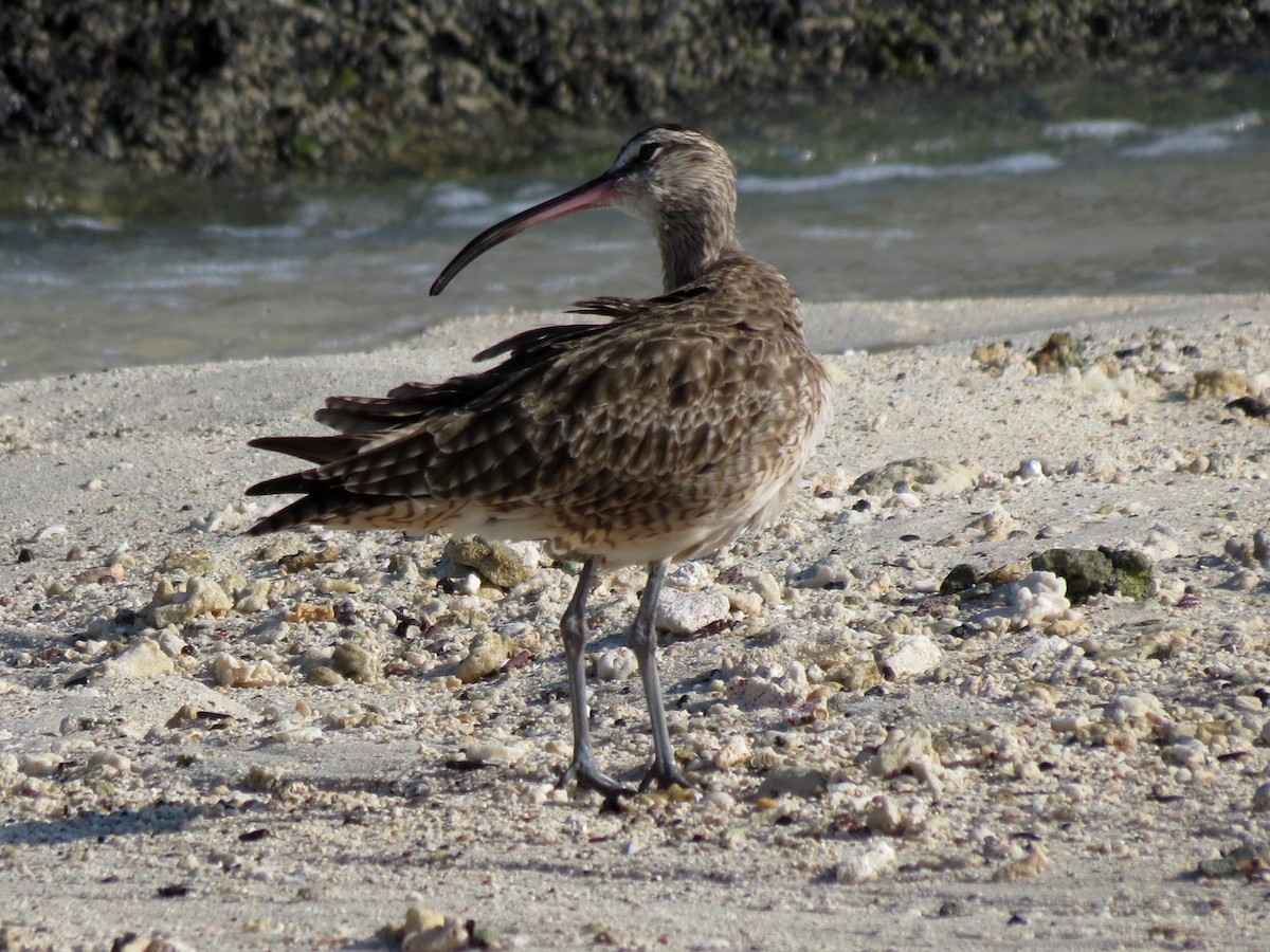 Whimbrel - ML627531763