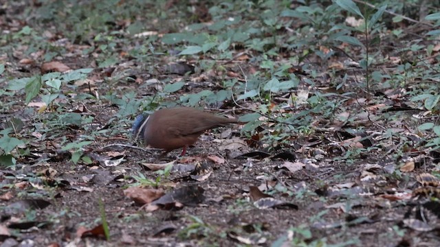 Blue-headed Quail-Dove - ML627531799