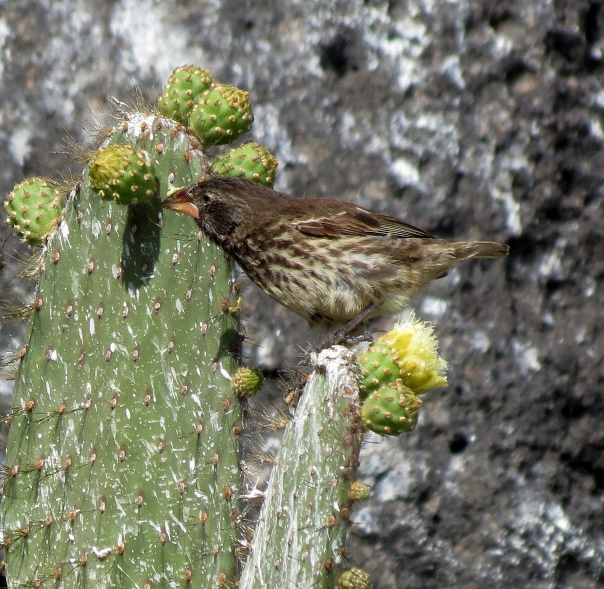 Genovesa Cactus-Finch - ML627531807