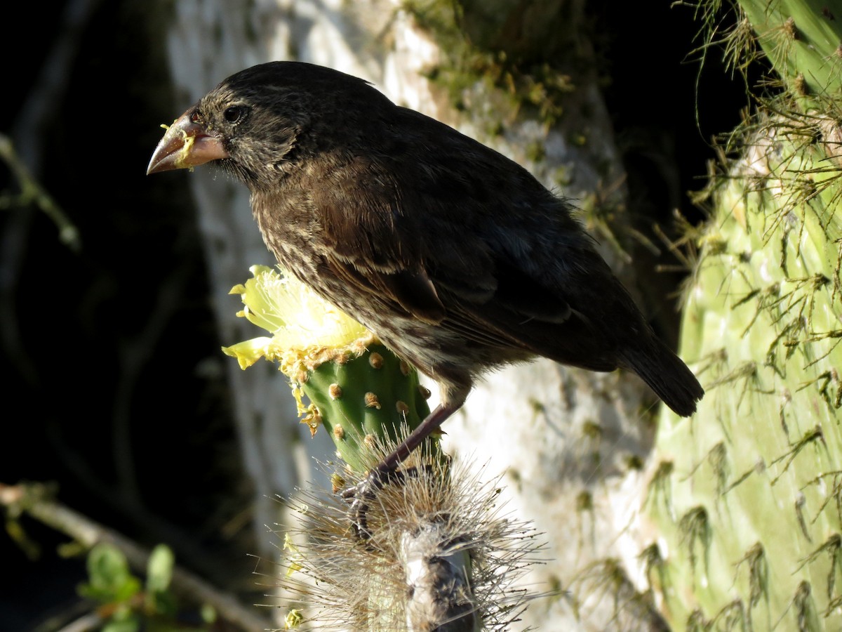 Genovesa Cactus-Finch - ML627531846