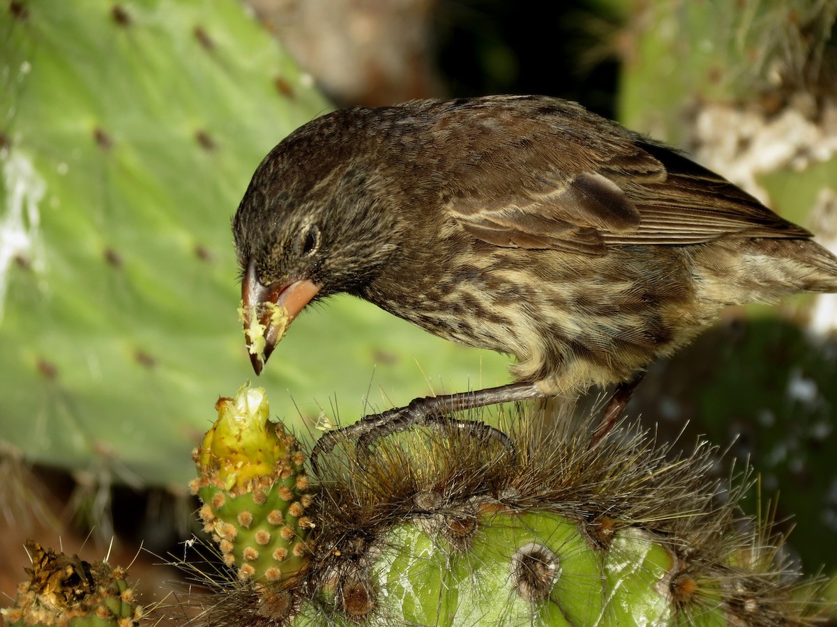 Genovesa Cactus-Finch - ML627531851