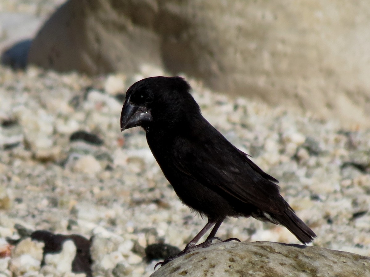 Large Ground-Finch - ML627531861