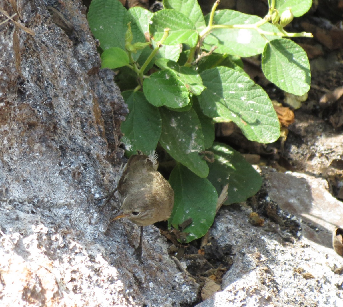 Gray Warbler-Finch - ML627531901