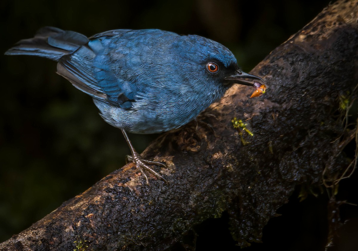 Bluish Flowerpiercer - ML627531911