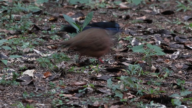 Blue-headed Quail-Dove - ML627531980
