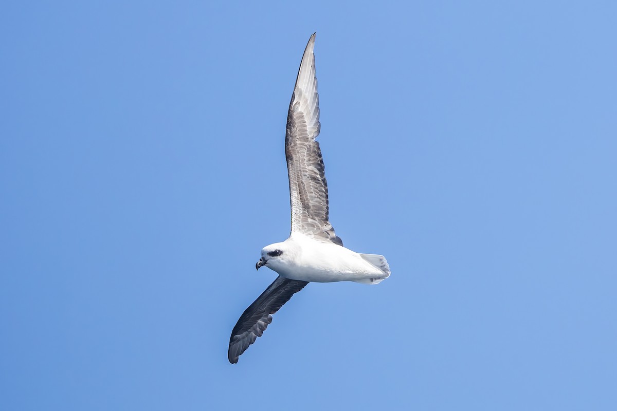 White-headed Petrel - ML627531995