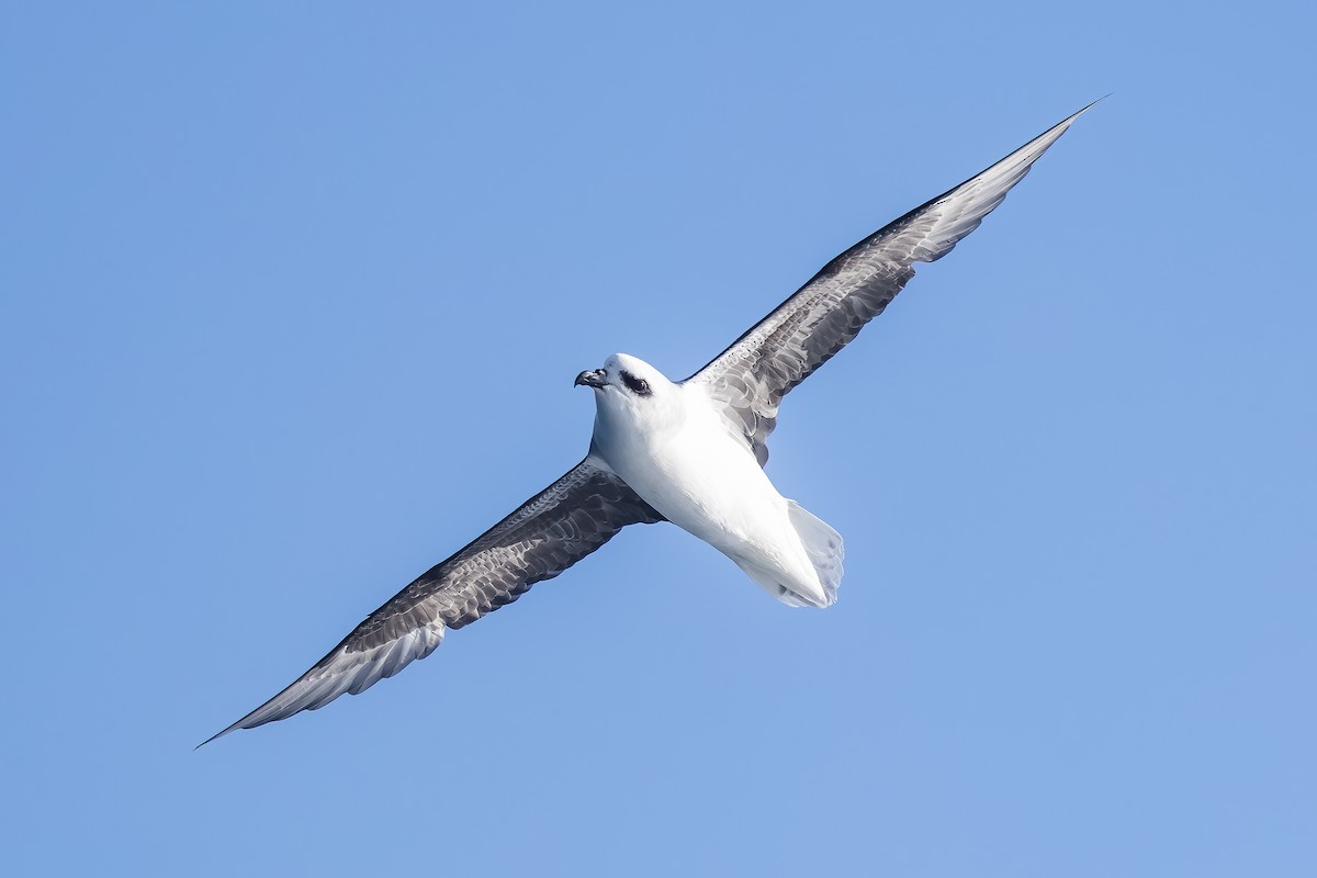 White-headed Petrel - ML627531996