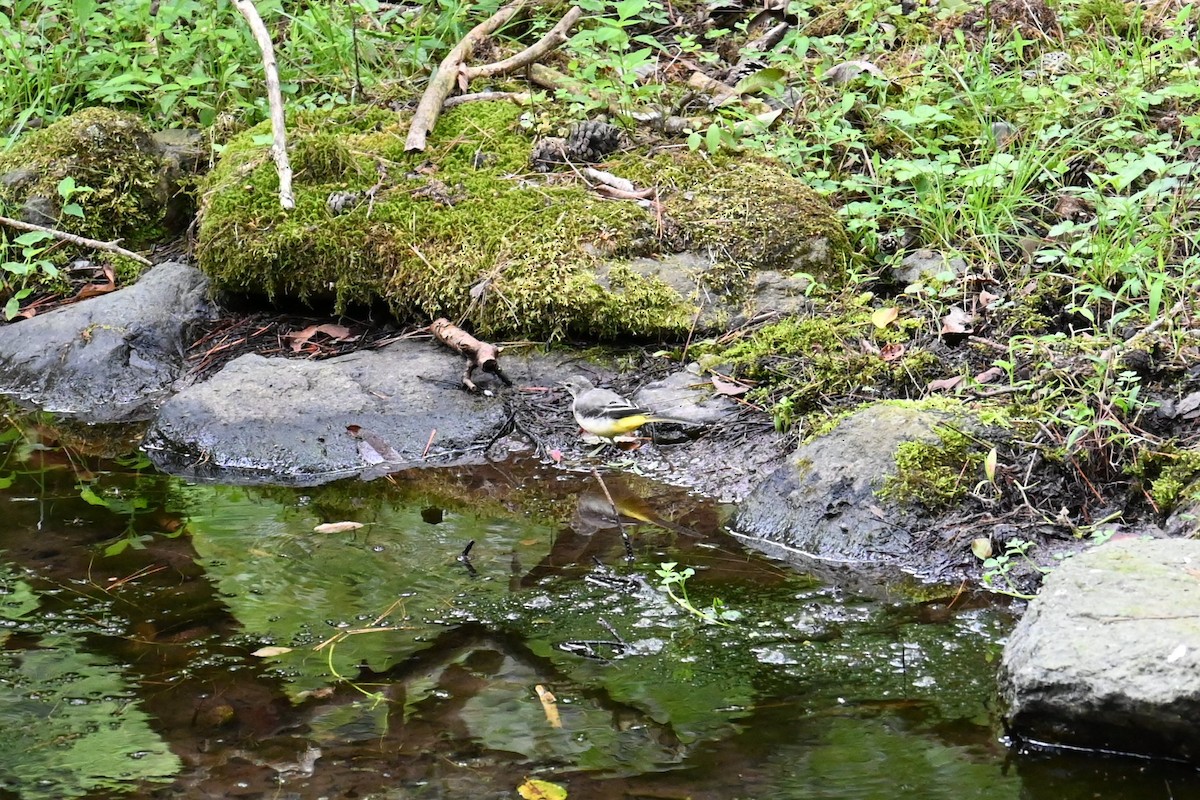 Gray Wagtail - ML627532004