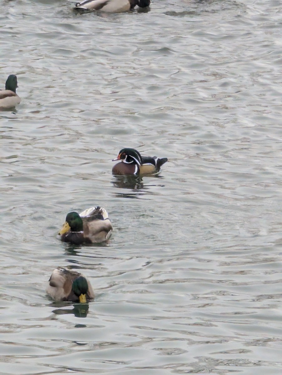 Wood Duck - ML627532039