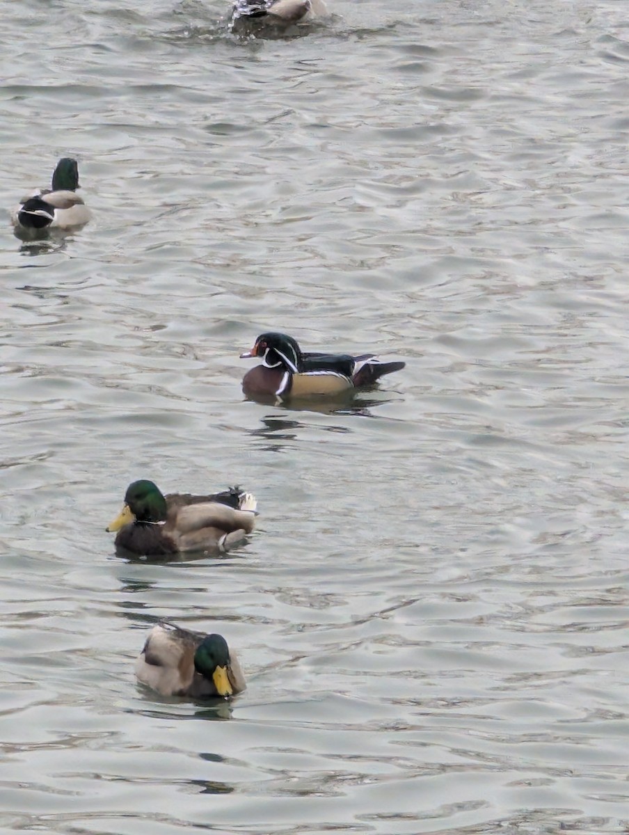 Wood Duck - ML627532040