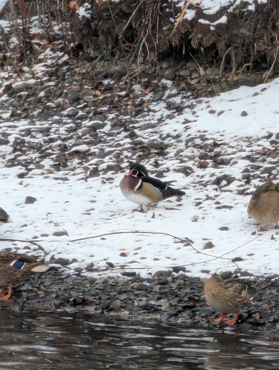 Wood Duck - ML627532041