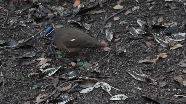 Blue-headed Quail-Dove - ML627532049