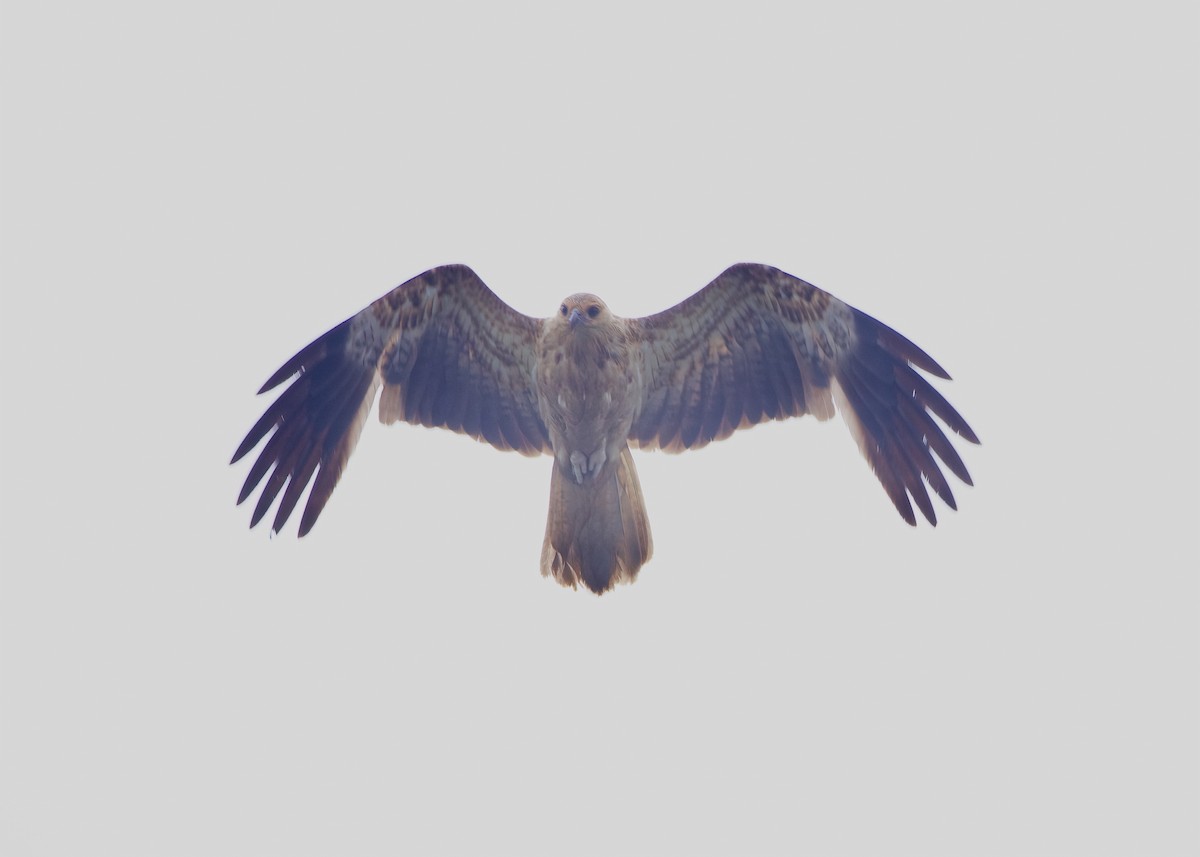 Whistling Kite - ML627532051