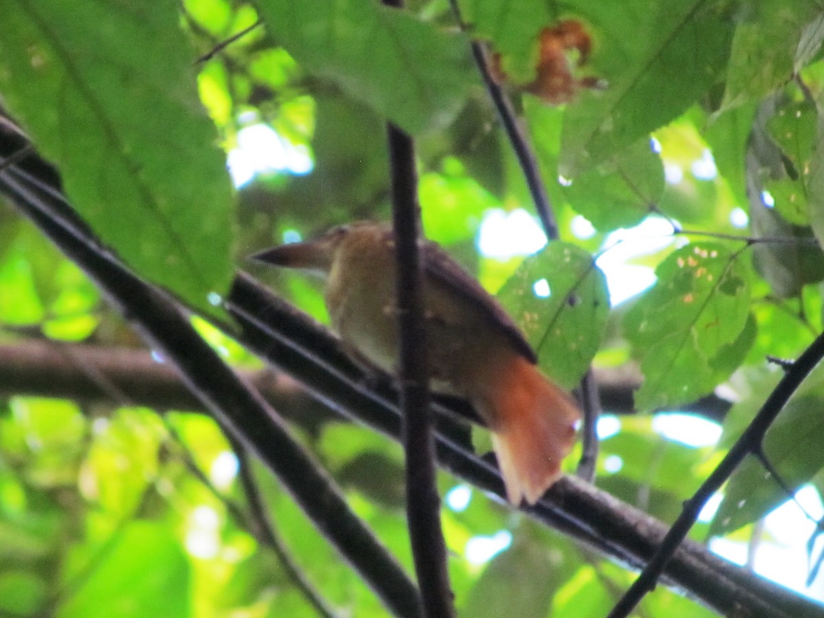 Tropical Royal Flycatcher - ML627532055