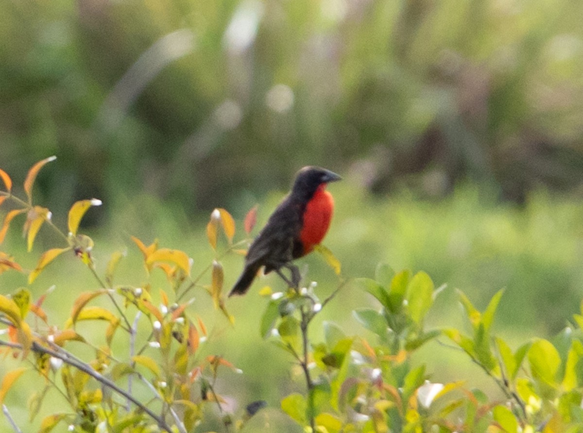 Red-breasted Meadowlark - ML627532096