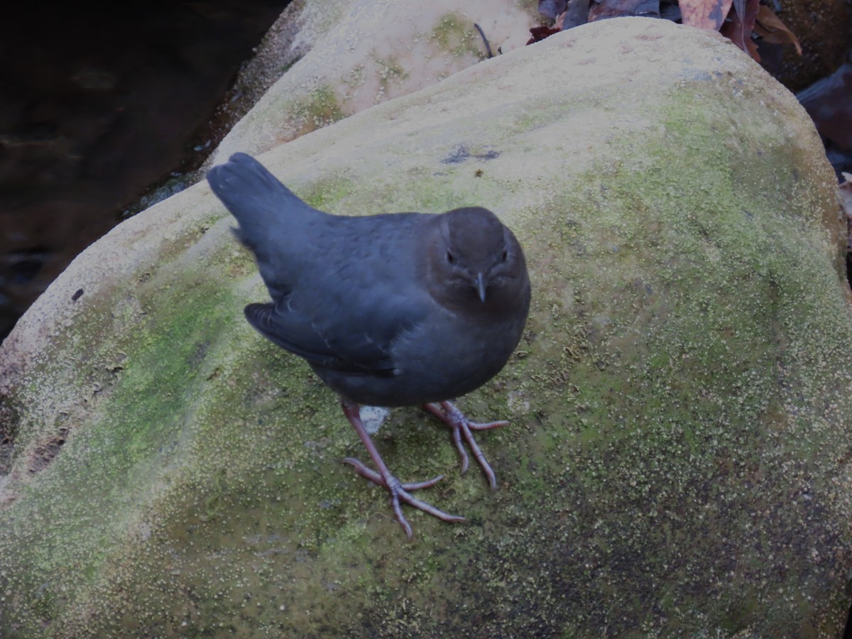 American Dipper - ML627532119